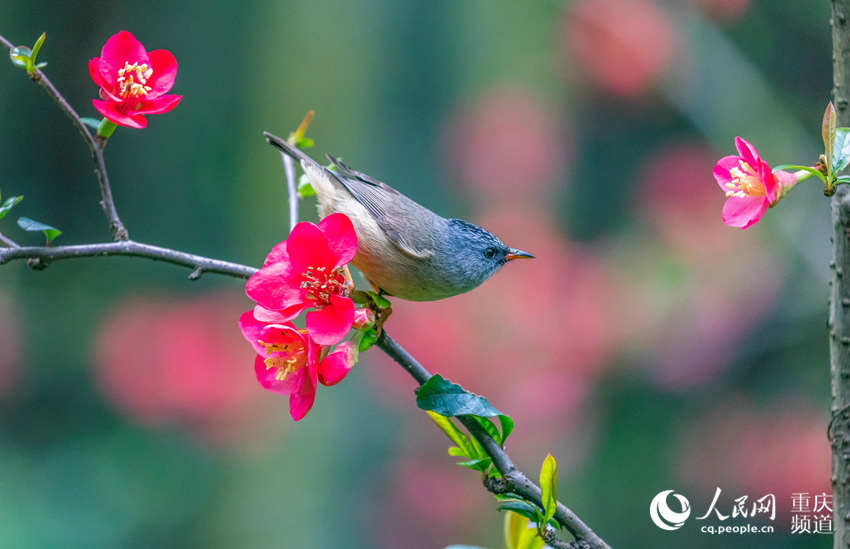 새가 충칭시 난촨구 화산공원에 활짝 핀 꽃들 사이를 날아다니며 꿀을 딴다. [2월 25일 촬영/사진 출처: 인민망]