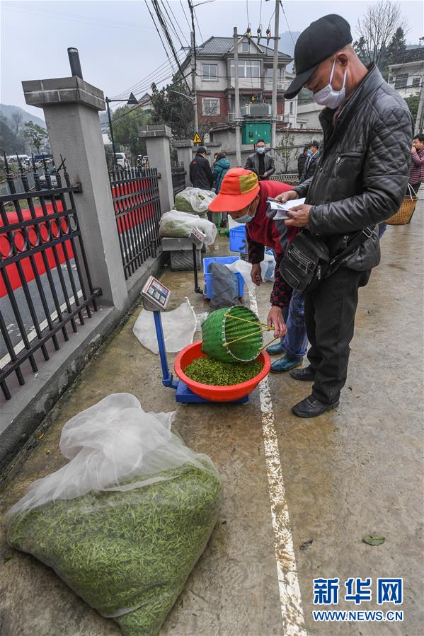 타이펑촌 차 거래시장에 갓 채집한 봄차들이 거래되고 있다. [3월 4일 촬영/사진 출처: 신화망]