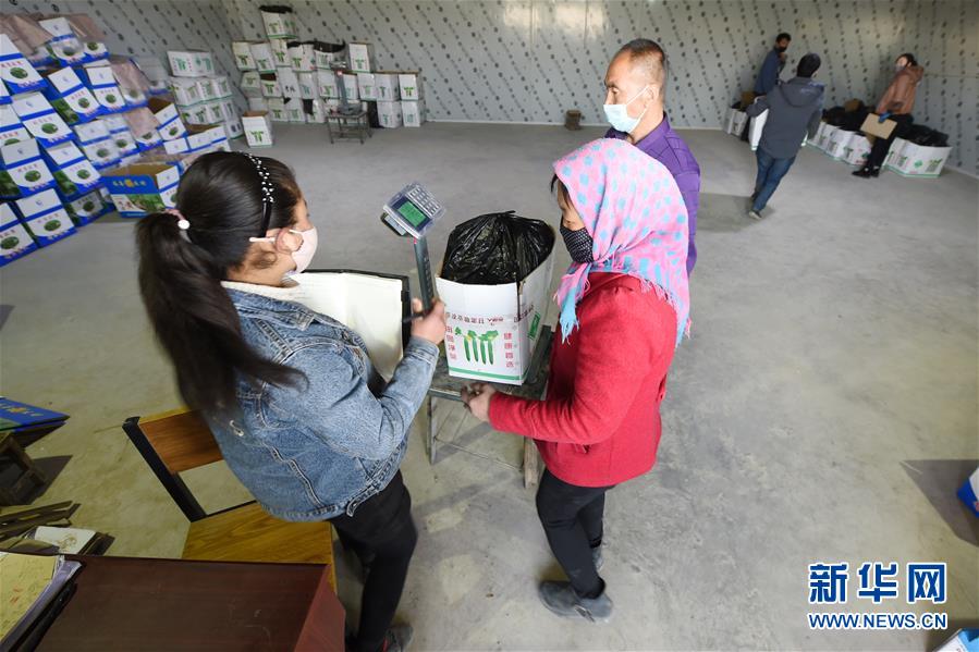 징위안현 신핑촌 농산물시장에서 농민들은 구매업자에게 오이를 팔고 있다. [3월 4일 촬영/사진 출처: 신화망]