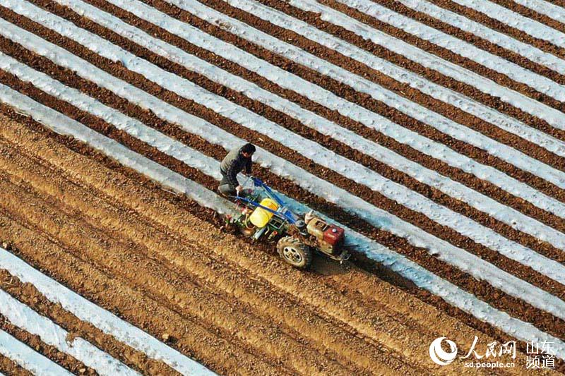 밭 농사로 한창 바쁜 농민들 [사진 출처: 인민망]