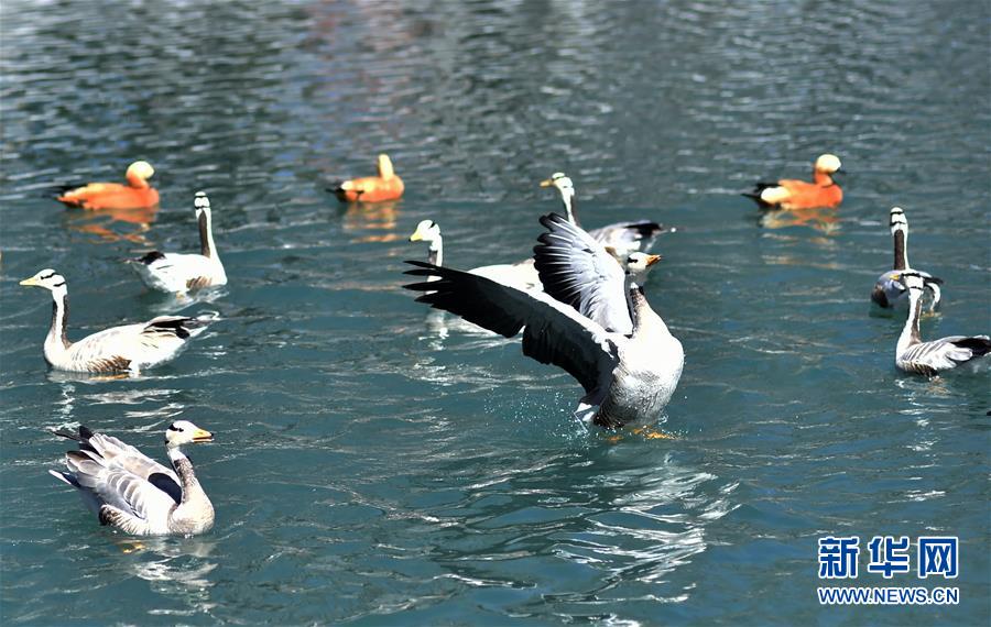 라싸 쭝자오루캉(宗角祿康, 종각록강)공원 호수에서 새들이 놀고 있다. [3월 10일 촬영/사진 출처: 신화망]