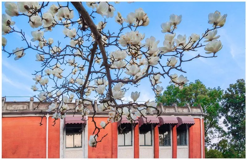 화중(華中)사범대학 붉은 담벼락에 비단처럼 펼쳐진 봄꽃에서 운치가 느껴진다. [사진 촬영: 천시창(陳希昌)]