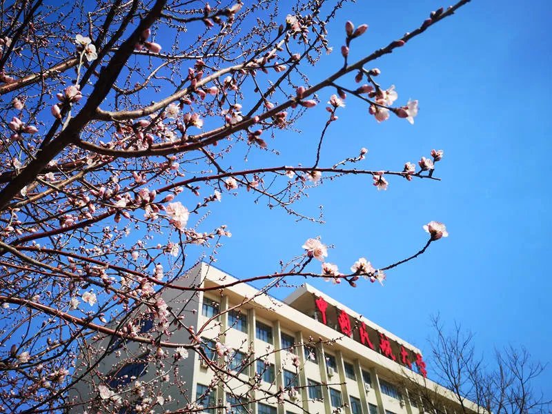 중국민항대학에 따스한 봄바람이 불어오자 기다리던 복숭아꽃이 수줍게 고개를 내민다. [사진 촬영: 장야보(張雅博)]