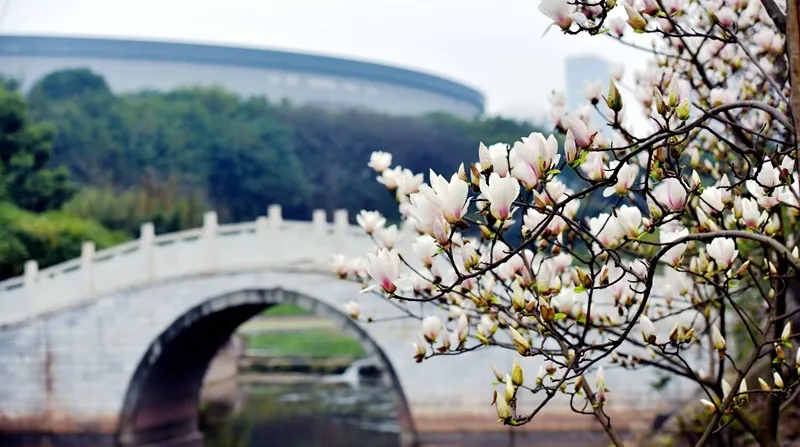 봄을 맞이한 시난(西南)의과대학에 옥란꽃이 활짝폈다. [사진 촬영: 셰밍슝(謝明雄)]