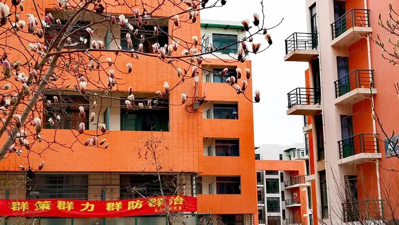 중국석유대학(화둥)에 옥란화가 활짝 피어 학생들이 돌아오기를 기다리고 있다. [사진 촬영: 류지순(劉積舜)]