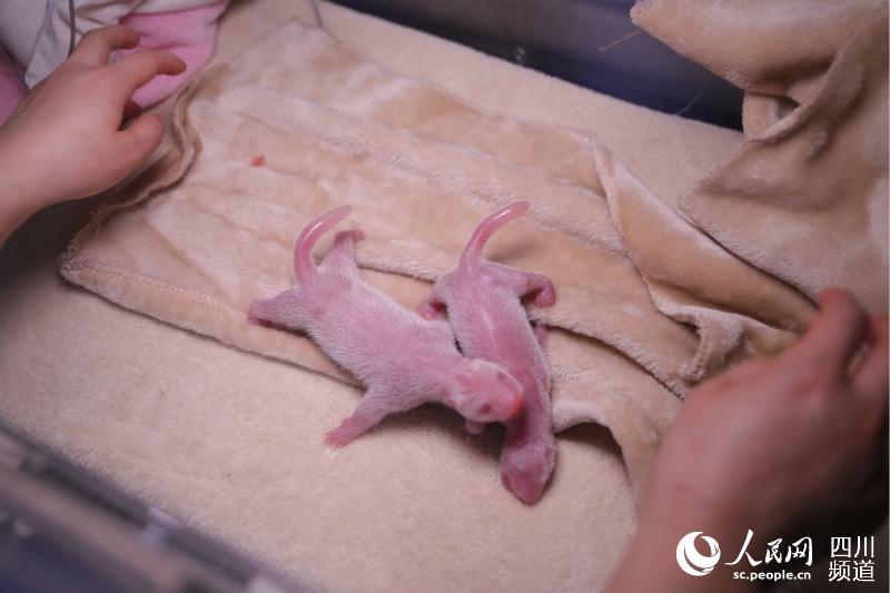 3월 21일 자이언트판다 수컷이 탄생했다. [사진=청두 자이언트판다 번육연구기지 제공]
