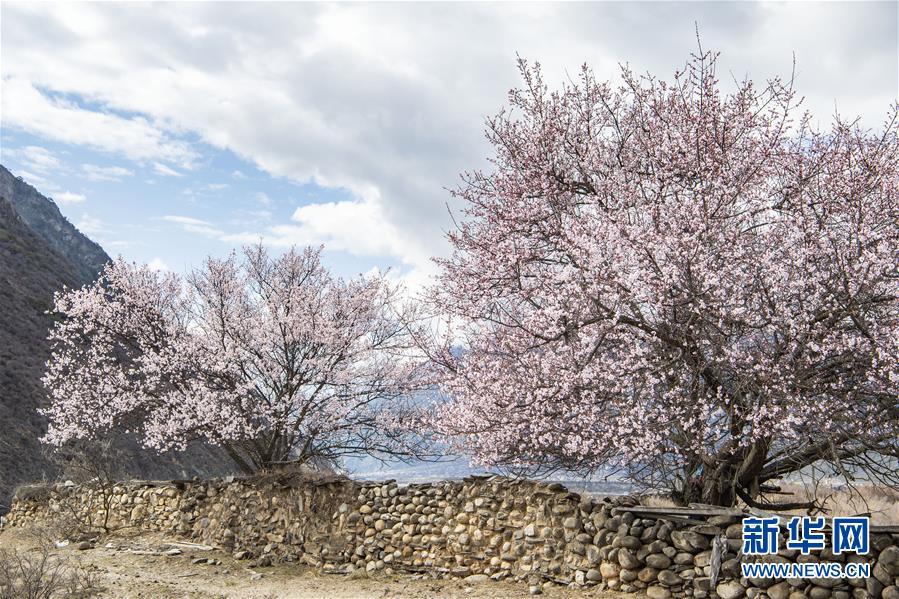 시짱 린즈시 보미현의 복사꽃이 만개한 전원 풍경 [3월 26일 촬영/사진 출처: 신화망]