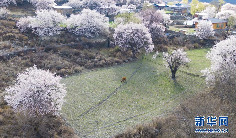 시짱 린즈시 보미현의 복사꽃이 만개한 전원 풍경 [3월 26일 드론 촬영/사진 출처: 신화망]