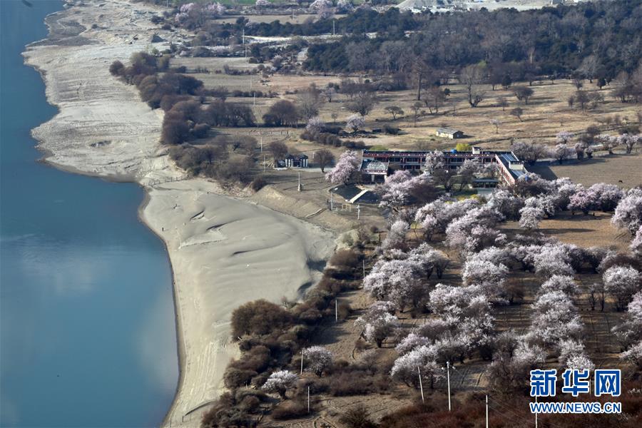 야루짱부강 대협곡 들판에 복숭아 꽃이 만개했다. [4월 1일 촬영/사진 출처: 신화망]