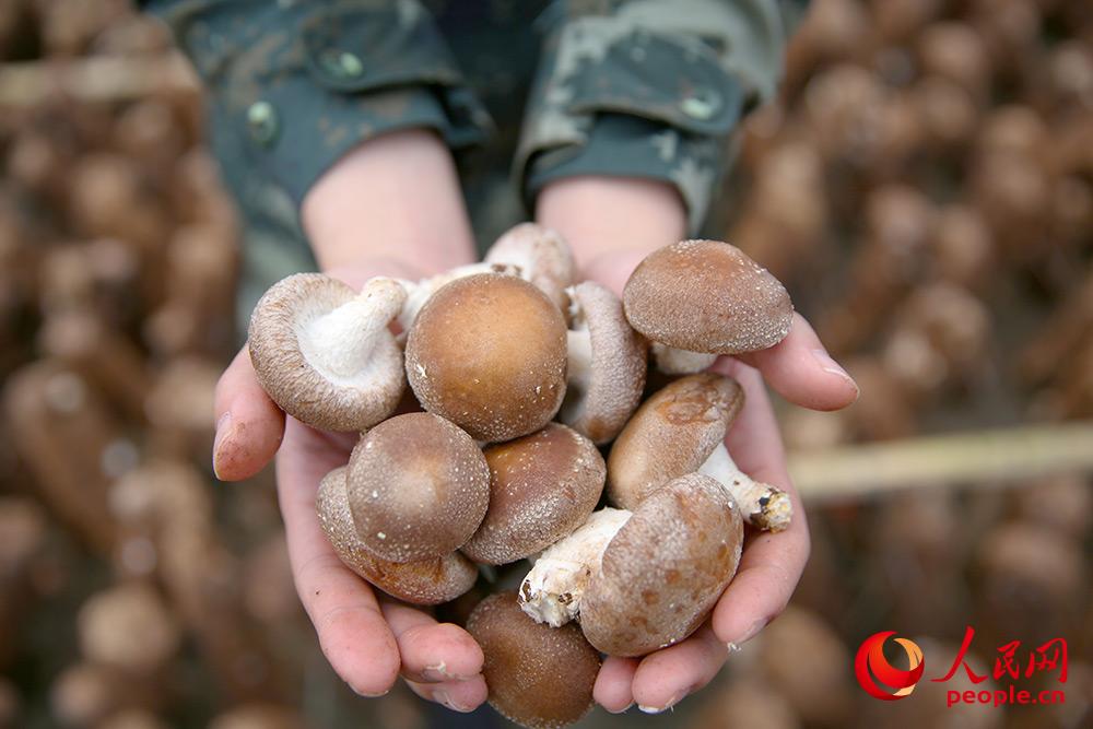 탈빈곤 산업 비닐하우스에서 탐스럽게 자란 버섯이 사람의 마음을 즐겁게 한다. [사진 출처: 인민망]