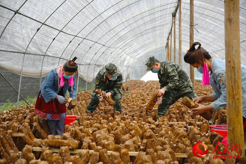 장병이 버섯기지에서 주민들과 함께 표고버섯을 채집하고 있다. [사진 출처: 인민망]