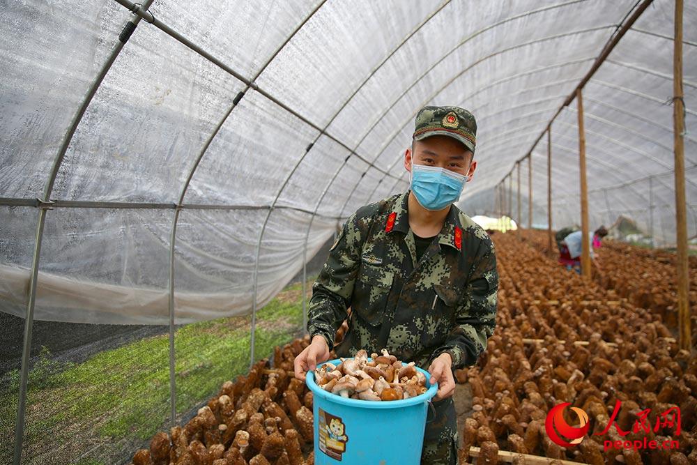장병이 버섯기지에서 주민들과 함께 표고버섯을 채집하고 있다. [사진 출처: 인민망]