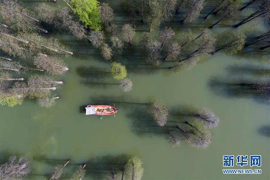 환경 미화원들은 배를 타며 칭산호 수상 삼림지역에 부유물들을 청소한다.  [4월 8일 드론 촬영/사진 출처: 신화망]