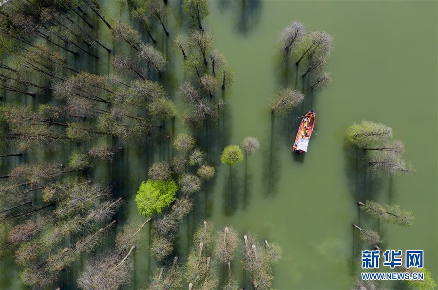 환경 미화원들은 배를 타며 칭산호 수상 삼림지역에 부유물들을 청소한다.  [4월 8일 드론 촬영/사진 출처: 신화망]