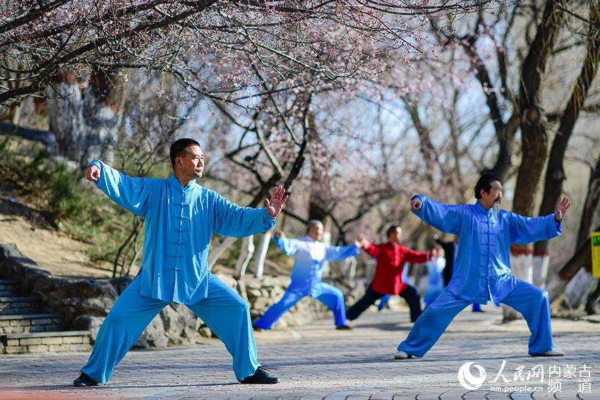 만두하이(满都海)공원 벚꽃 아래에서 시민들은 태극권으로 심신을 단련 중이다. [사진 출처: 인민망]
