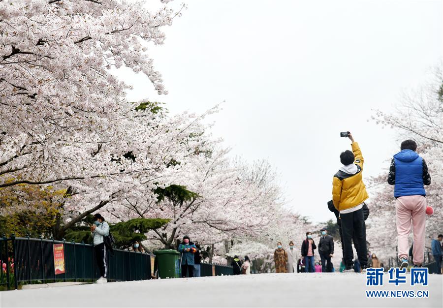 칭다오 중산공원 벚꽃 구경을 나온 시민들이 기념사진을 찍는다. [4월 9일 촬영/사진 출처: 신화망]
