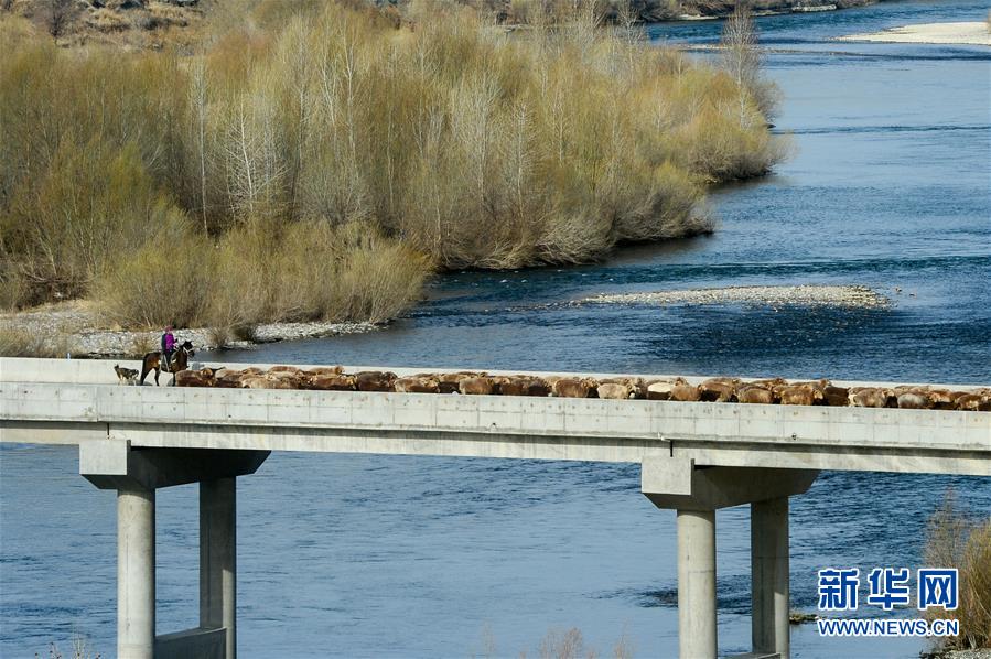신장 아러타이지역 푸하이현, 목민이 양떼를 몰아 어얼치쓰허(額爾齊斯河)강을 건너고 있다. [4월 15일 촬영/사진 출처: 신화망] 