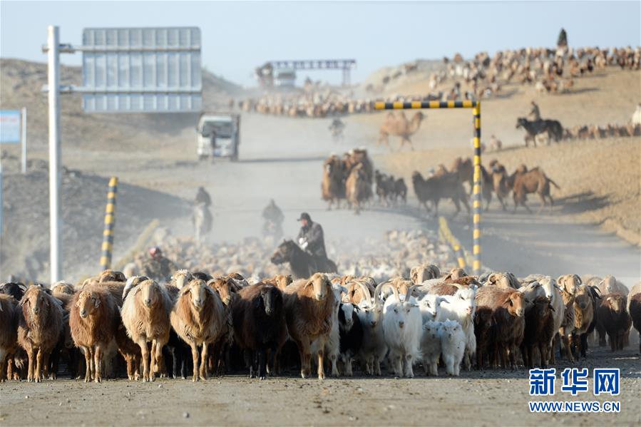 신장 아러타이지역 푸하이현, 목민들이 가축을 몰아 싸얼부라커(薩爾布拉克)대교를 지나가고 있다. [4월 15일 촬영/사진 출처: 신화망]  