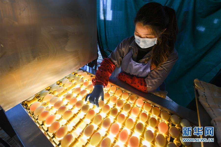 직원이 생산라인에서 오리알 광학 검사 작업을 하고 있다. [4월 15일 촬영/사진 출처: 신화망]