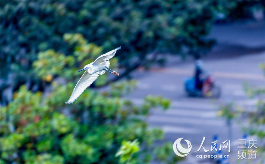 백로가 충칭시 난촨구 하늘 위를 날고 있다. [사진 출처: 인민망]
