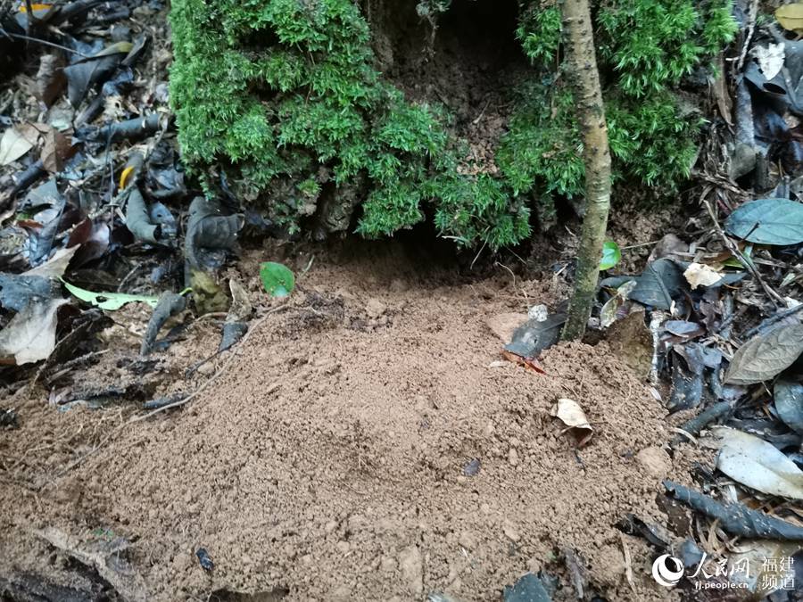 천산갑이 동굴로 들어가자 동굴 입구에 흙이 묻는다. [사진 출처: 인민망]