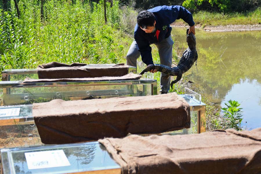 직원들이 양쯔강 악어를 유리 상자에 넣어 방류를 준비하고 있다. [사진 출처: 인민망]