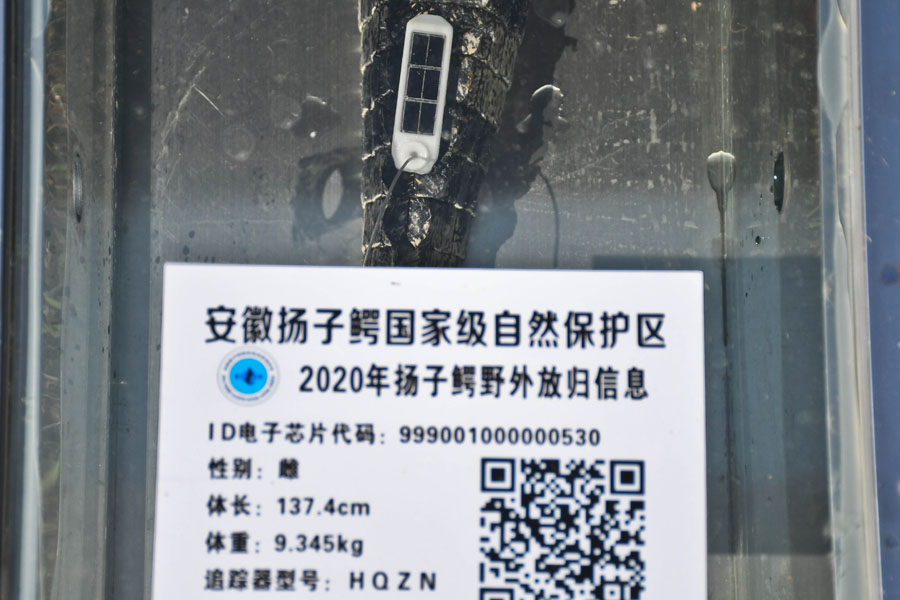 양쯔강 악어에 심은 위성 신호 추적기를 이용해 확산 상황과 동역 분포의 공간 구역 행위 실시간 연구를 통한 야외 방류 종군 중 종내와 종간 관계를 파악할 예정이다. [사진 출처: 인민망]