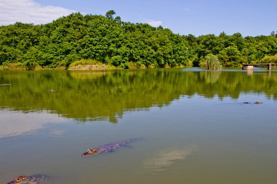 보호 구역의 양쯔강 악어 [사진 출처: 인민망/안후이 양쯔강 악어 국가급 자연보호구 제공]