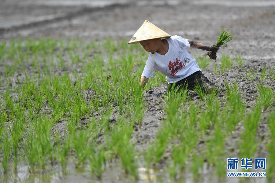 한 어린이는 논밭에서 모내기 중이다. [5월 24일 촬영/사진 출처: 신화망]