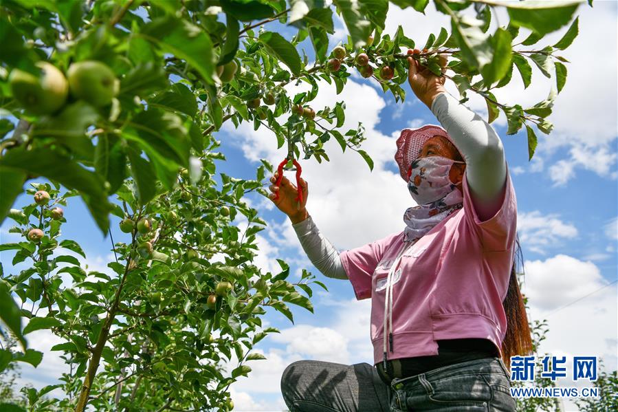 구이저우 웨이닝 사과 과수원에서 사과 수확이 한창이다. [6월 11일 촬영/사진 출처: 신화망]