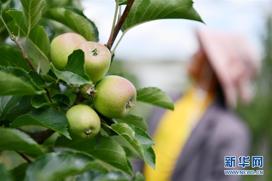 구이저우 웨이닝 사과 과수원에서 사과 수확이 한창이다. [6월 11일 촬영/사진 출처: 신화망]