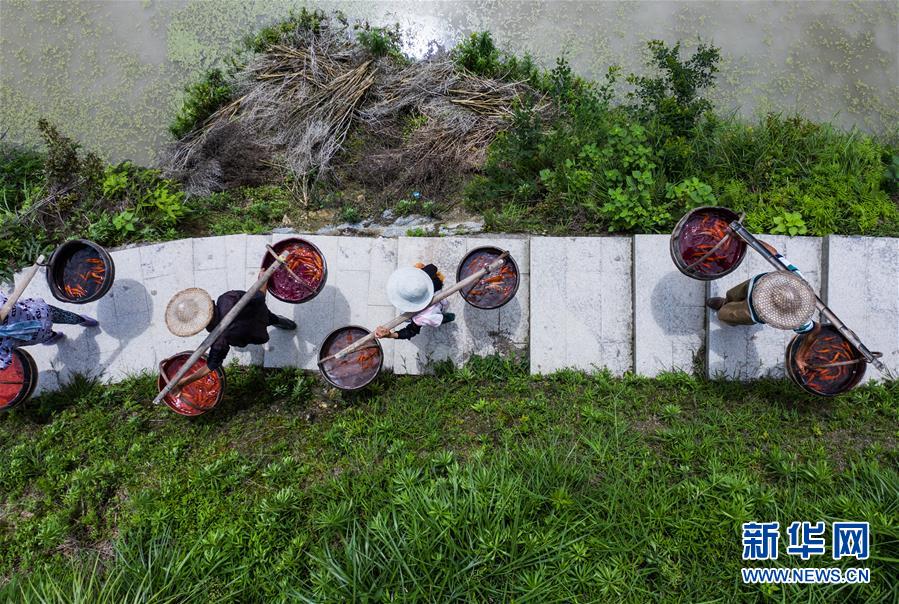 샤오저우산향 농민들이 물고기 종묘가 가득 든 대야를 논밭에 부으려 한다. [6월 11일 드론 촬영/사진 출처: 신화망]