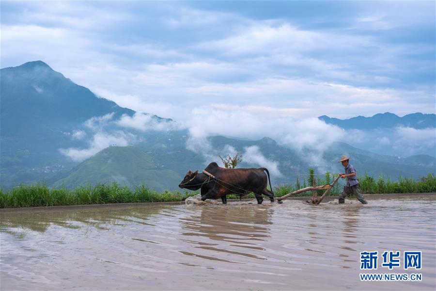 샤오저우산향 농민들이 다랭이논에서 소로 밭을 갈고 있다. [6월 11일 촬영/사진 출처: 신화망]