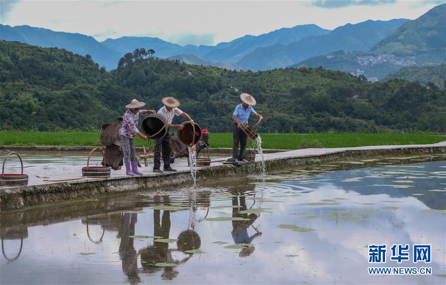 샤오저우산향 농민들이 물고기 종묘를 논밭에 넣는다. [6월 11일 촬영/사진 출처: 신화망]