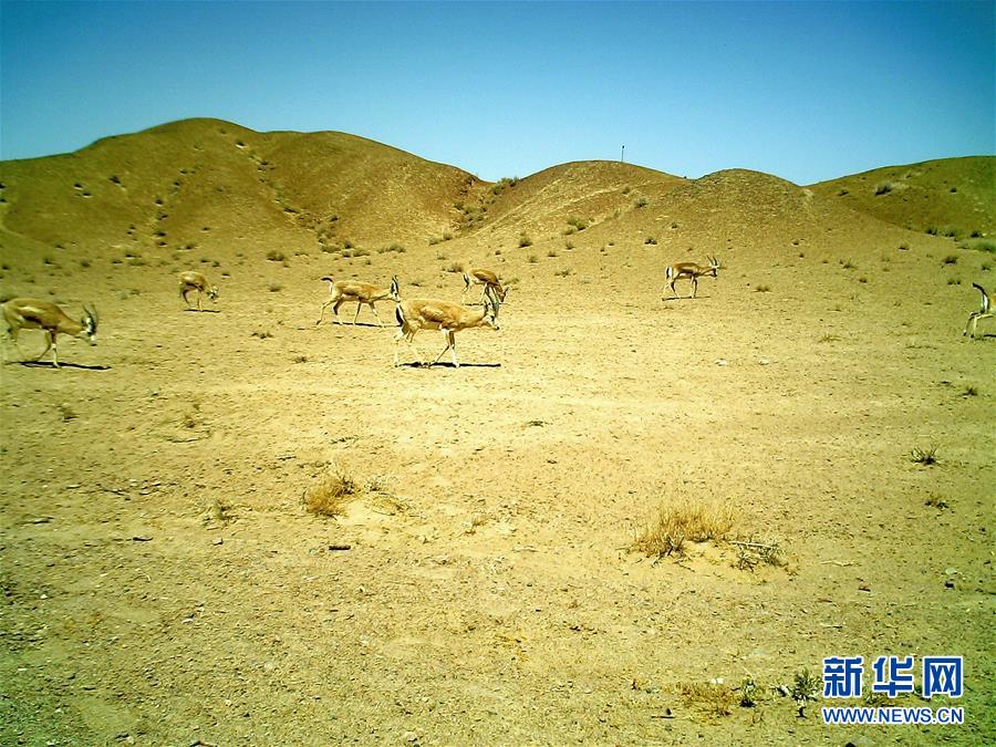 적외선 카메라가 간쑤 안난바 야생낙타 국가급 자연보호구역에서 촬영한 희귀한 야생동물 갑상선가젤 [4월 28일 촬영/사진 출처: 신화망]