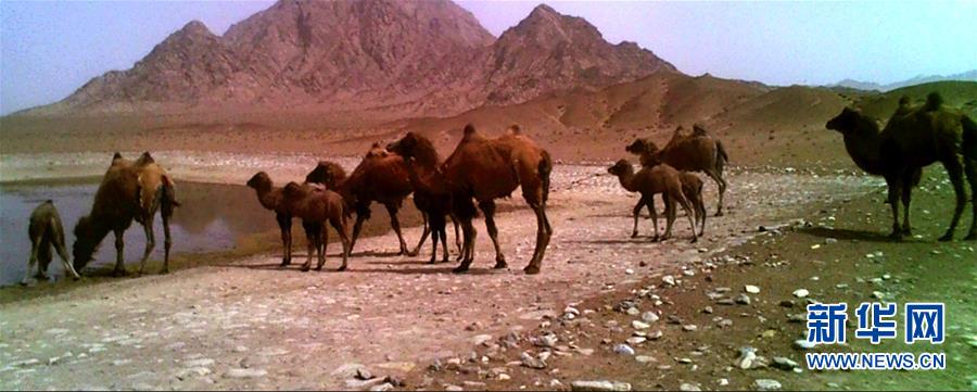 적외선 카메라가 간쑤 안난바 야생낙타 국가급 자연보호구역에서 촬영한 희귀한 야생동물 야생 낙타 군집 [5월 14일 촬영/사진 출처: 신화망]