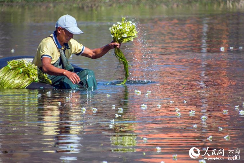 윈난 다리 지역에 서식하는 해채화 수확이 한창 [사진 출처: 인민망]