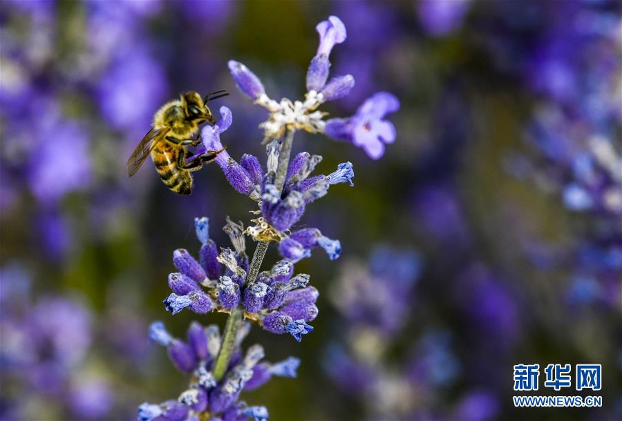 꿀벌이 쓰궁촌 라벤더 농장에서 벌을 채취하고 있다. [6월 16일 촬영/사진 출처: 신화망]