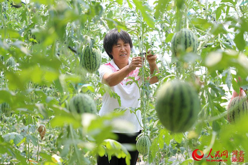 징싱현 신하오팅촌 시칭농원에서 농부가 공중부양 수박의 상태를 살펴보고 있다. [사진 출처: 인민망]
