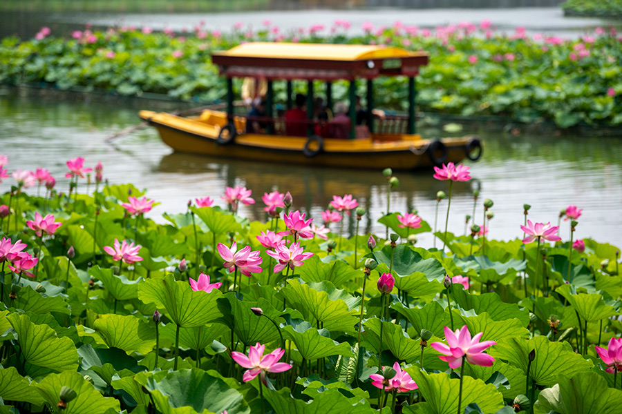 주말에 찾기 좋은 베이징의 이모저모…연꽃의 특별한 아름다움