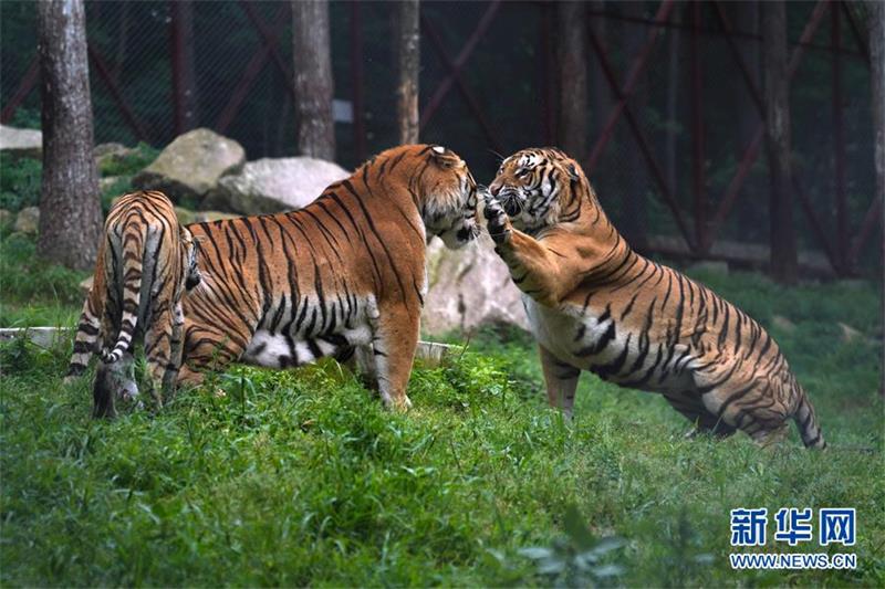 둥베이후린위안에서 호랑이들이 ‘싸우고’ 있다. [7월 29일 촬영/사진 출처: 신화망]