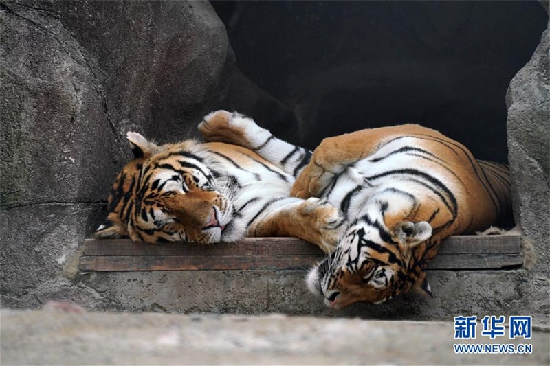 둥베이후린위안에서 호랑이들이 쉬고 있다. [7월 29일 촬영/사진 출처: 신화망]