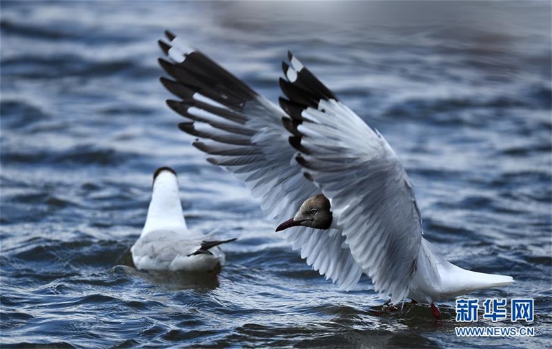 갈색머리갈매기가 강에서 장난을 친다. [7월 29일 촬영/사진 출처: 신화망]