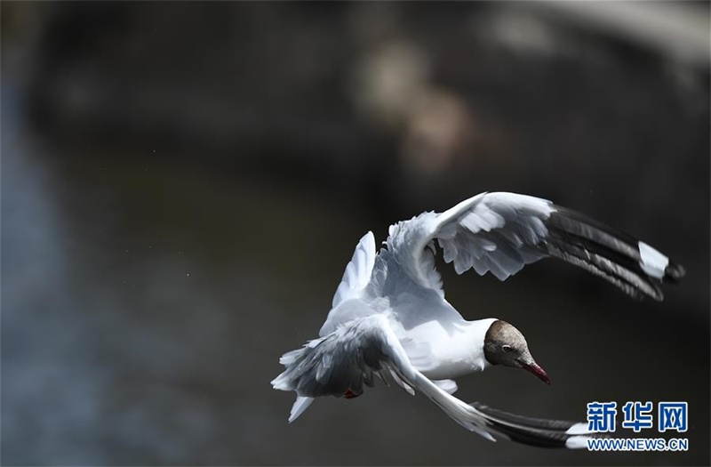 갈색머리갈매기가 강 위를 날아다닌다. [7월 29일 촬영/사진 출처: 신화망]