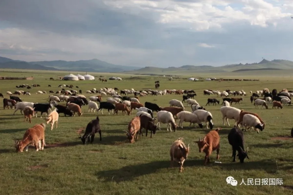 양떼가 온다! 몽골, 중국에 3만 마리 양 기증