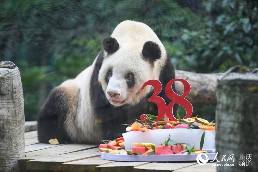 세계에서 가장 나이가 많은 자이언트판다 ‘신싱’이 충칭동물원에서 38세 생일을 맞이했다. [사진 출처: 인민망]