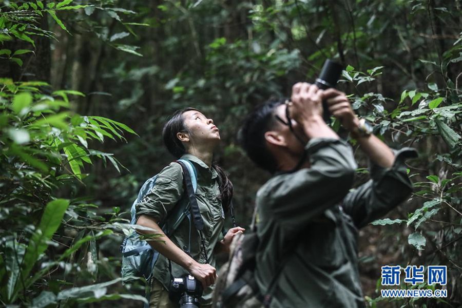 조사원이 열대우림에서 하이난 긴팔원숭이를 관측•촬영하고 있다. [2019년 10월 25일 촬영/사진 출처: 신화망]
