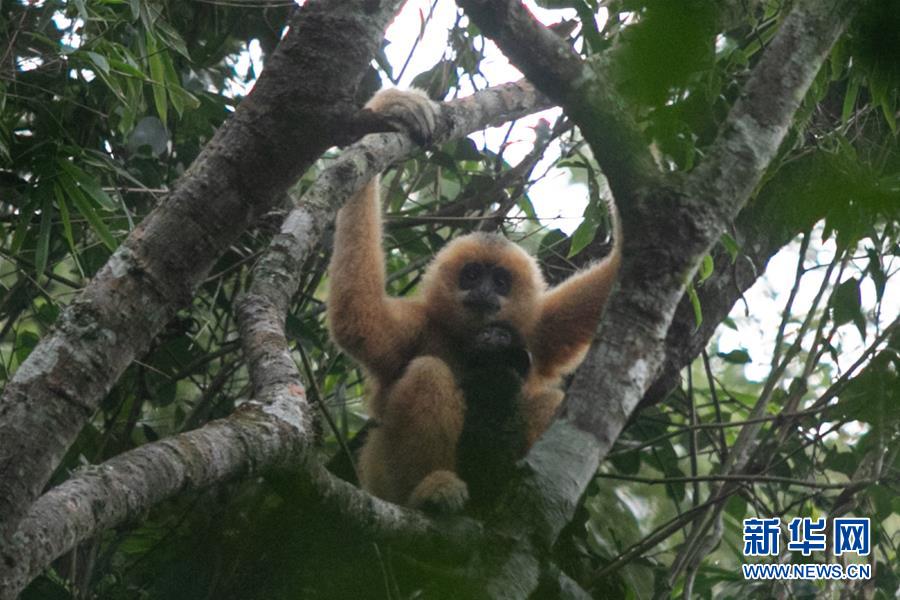 하이난 바이사 열대우림에서 하이난 암컷 긴팔원숭이가 새끼를 데리고 있다.  [2019년 10월 25일 촬영/사진 출처: 신화망]
