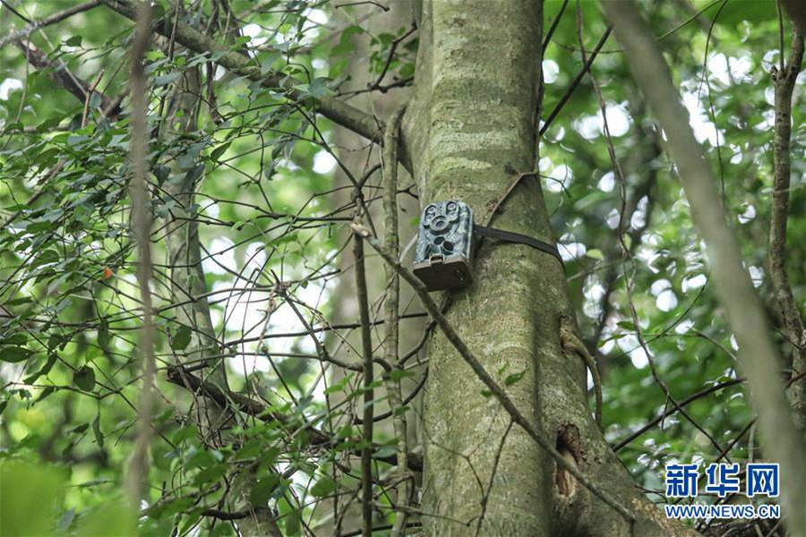 하이난 긴팔원숭이를 촬영하기 위해 나무에 적외선 카메라를 설치했다. [2019년 10월 25일 촬영/사진 출처: 신화망]