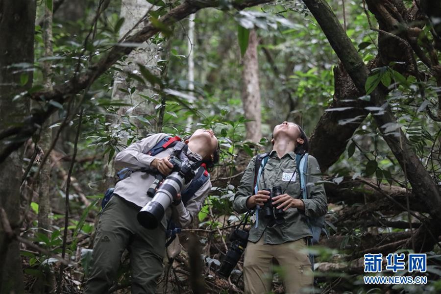 조사원이 열대우림에서 하이난 긴팔원숭이를 관측•촬영하고 있다. [2019년 10월 25일 촬영/사진 출처: 신화망]